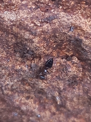 Crematogaster rothneyi