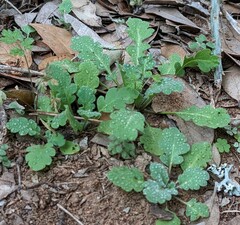 Parthenium confertum