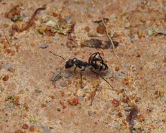 Camponotus suffusus