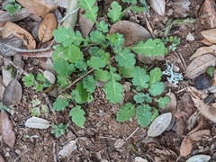 Parthenium confertum