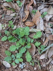 Parthenium confertum