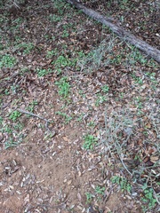 Parthenium confertum