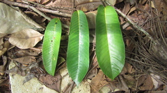 Virola nobilis