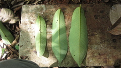 Virola nobilis