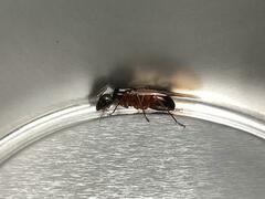 Camponotus sansabeanus