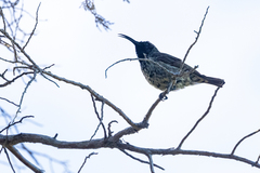 Chalcomitra amethystina
