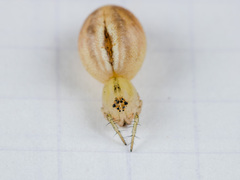 Oxyopes lineatus