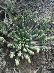 Euphorbia inermis