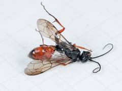 Oxyopes lineatus