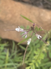 Cleome monophylla