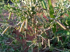 Indigofera nebrowniana