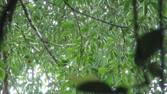 Handroanthus guayacan