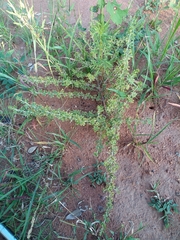 Indigofera nebrowniana