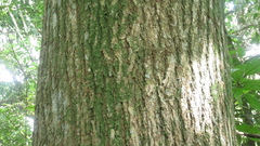 Handroanthus guayacan