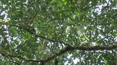 Handroanthus guayacan