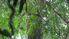 Handroanthus guayacan