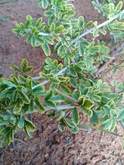 Indigofera nebrowniana