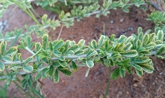 Indigofera nebrowniana