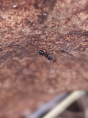 Crematogaster rothneyi