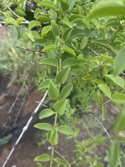 Strychnos cocculoides