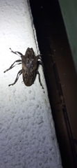Cerambycoidea