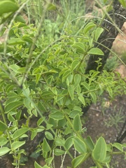 Strychnos cocculoides