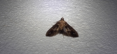Diaphania costaricalis