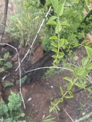 Strychnos cocculoides