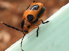 Chariderma pulchella