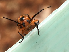 Chariderma pulchella