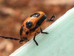 Chariderma pulchella