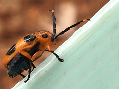 Chariderma pulchella