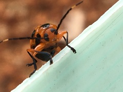 Chariderma pulchella