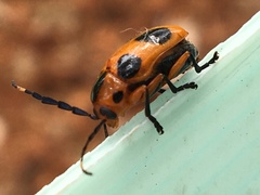 Chariderma pulchella