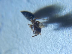 Crematogaster rothneyi