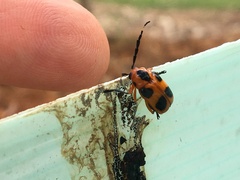 Chariderma pulchella