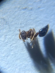 Crematogaster rothneyi