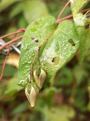 Ipomoea aristolochiifolia