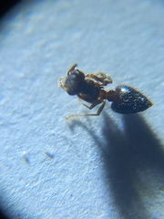 Crematogaster rothneyi