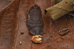 Blaberidae