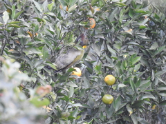 Chrysophlegma flavinucha