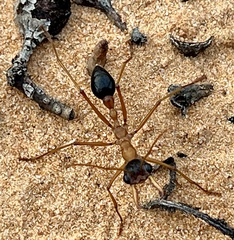 Myrmecia desertorum