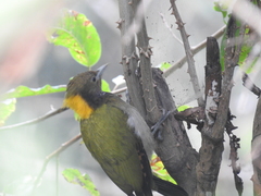 Chrysophlegma flavinucha