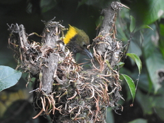 Chrysophlegma flavinucha