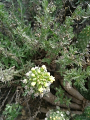 Euphorbia inermis