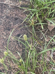 Cyperus dubius