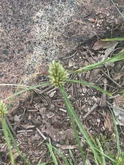 Cyperus dubius