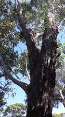 Eucalypteae