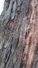 Eucalypteae