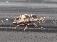 Carpophilus hemipterus